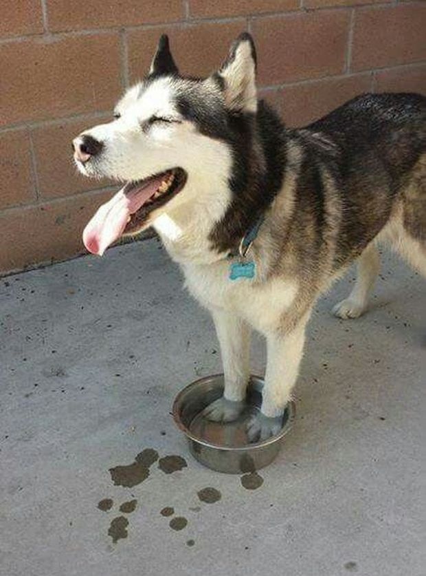 18 Pics Proving That It Is Too Hot Out There