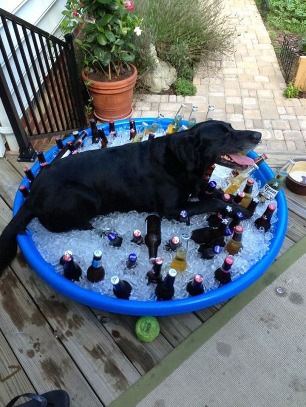 18 Pics Proving That It Is Too Hot Out There