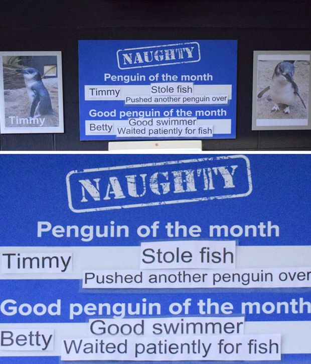 New Zealand Aquarium Rates Their Penguins In A Hilarious Way