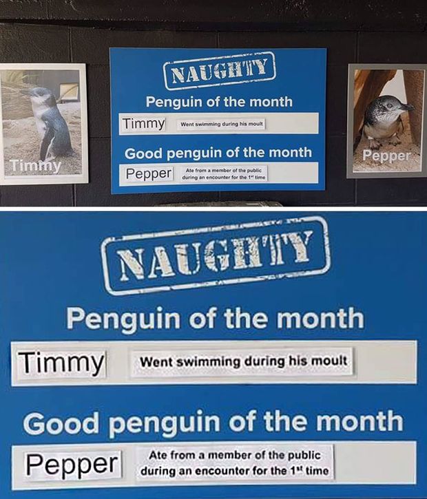 New Zealand Aquarium Rates Their Penguins In A Hilarious Way