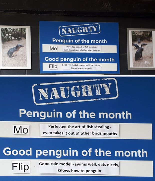 New Zealand Aquarium Rates Their Penguins In A Hilarious Way