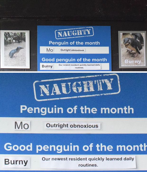 New Zealand Aquarium Rates Their Penguins In A Hilarious Way