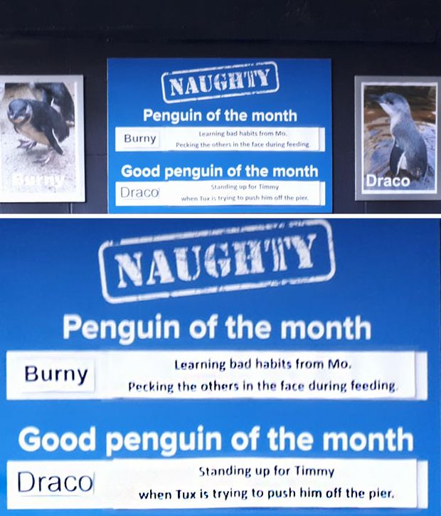 New Zealand Aquarium Rates Their Penguins In A Hilarious Way