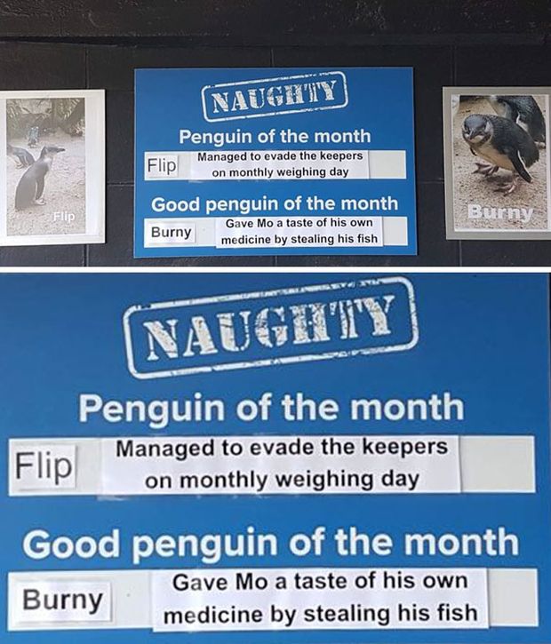 New Zealand Aquarium Rates Their Penguins In A Hilarious Way