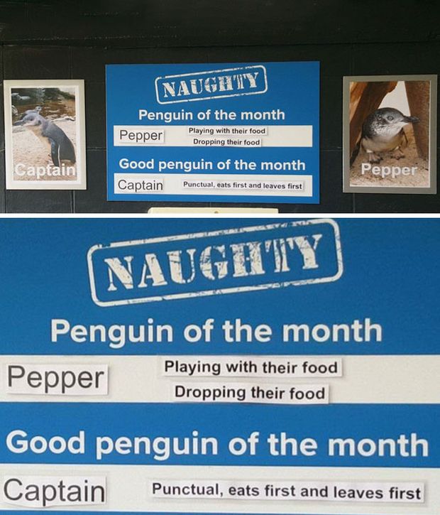 New Zealand Aquarium Rates Their Penguins In A Hilarious Way