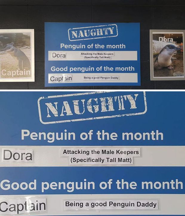 New Zealand Aquarium Rates Their Penguins In A Hilarious Way