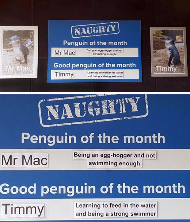 New Zealand Aquarium Rates Their Penguins In A Hilarious Way