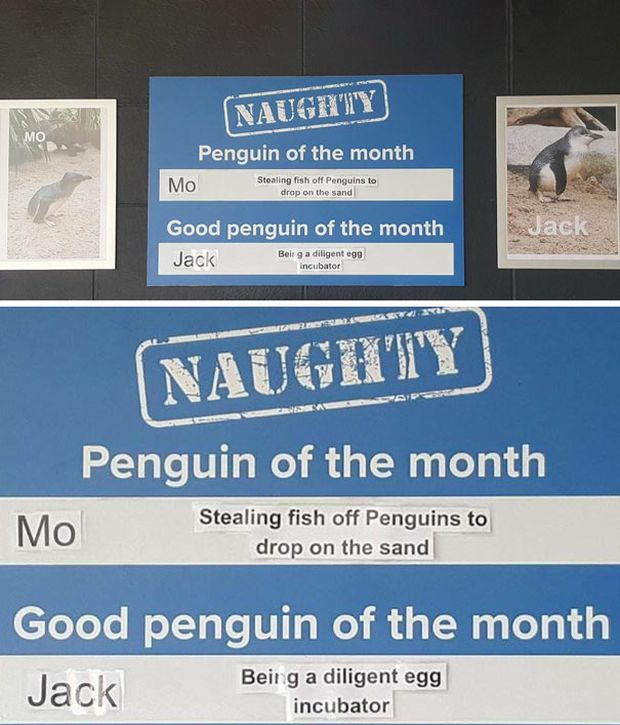 New Zealand Aquarium Rates Their Penguins In A Hilarious Way