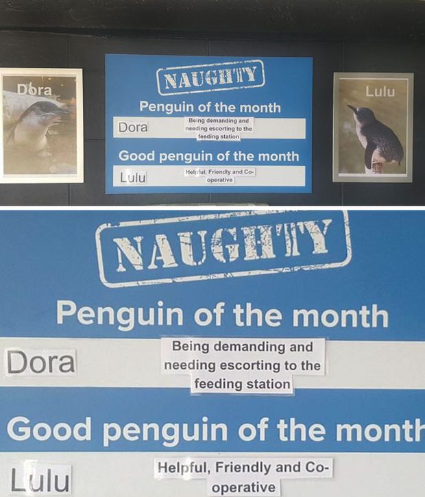 New Zealand Aquarium Rates Their Penguins In A Hilarious Way