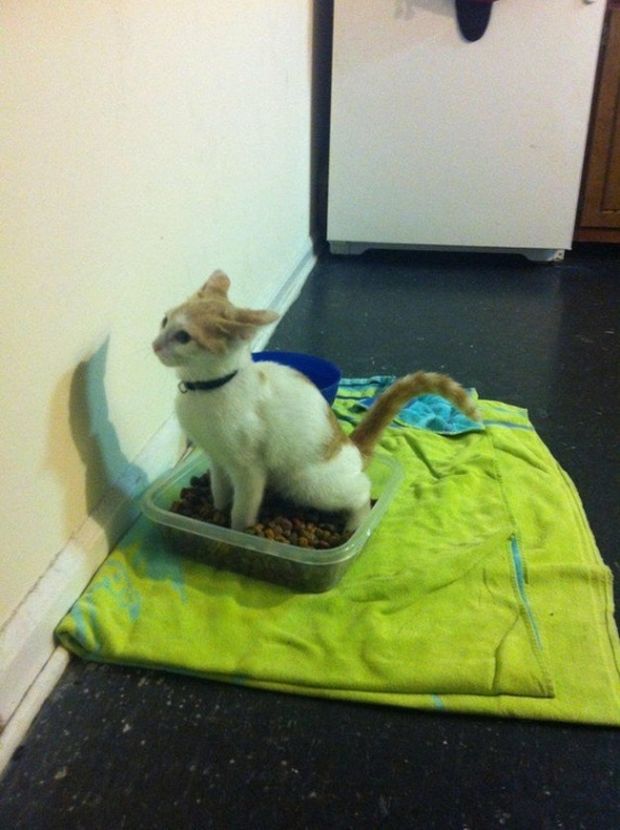 "This isn't your litter box... It's the dog's dinner!"- owner; "I know."- the cat.