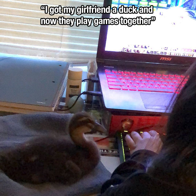 photo caption - got my girlfriend a duck and now they play games together ms