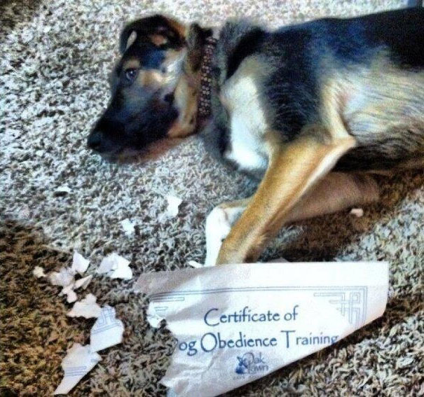 examples irony funny - Certificate of pog Obedience Training