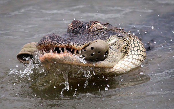 croc eating croc meme