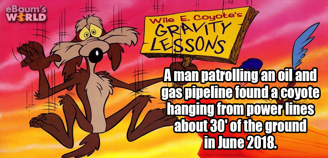 wile e coyote - eBaum's World Wile E. Coyote's Gravity Lessons A man patrolling an oil and gas pipeline found a coyote hanging from power lines about 30' of the ground in .