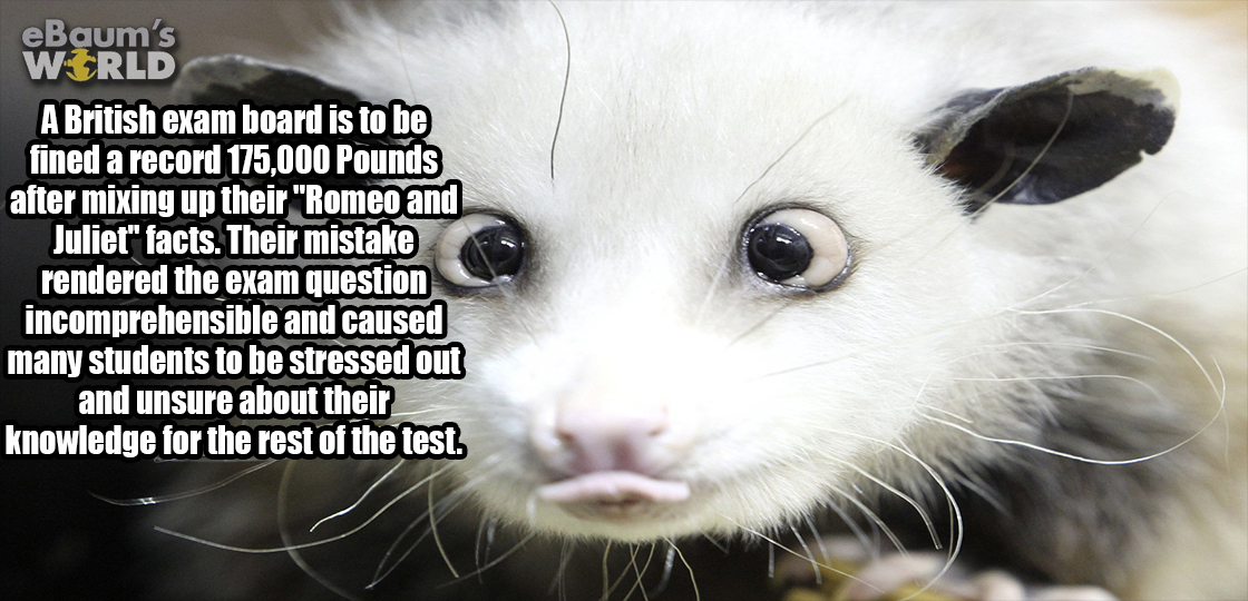 virginia opossum - eBaum's World A British exam board is to be fined a record 175,000 Pounds after mixing up their "Romeo and Juliet" facts. Their mistake rendered the exam question incomprehensible and caused many students to be stressed out and unsure a