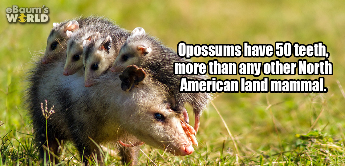 Opossum - eBaum's World Opossums have 50 teeth, more than any other North American land mammal.