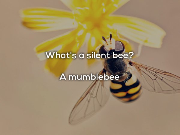 dad jokes - What's a silent bee? A mumblebee