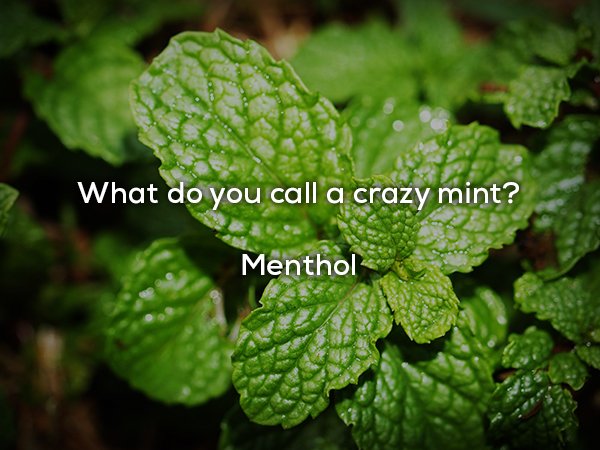 dad jokes - What do you call a crazy mint? Menthol