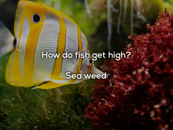 dad jokes - saltwater aquarium fish - How do fish get high? Sea weed