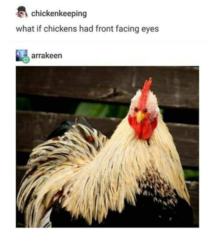 chicken with front facing eyes - chickenkeeping what if chickens had front facing eyes arrakeen