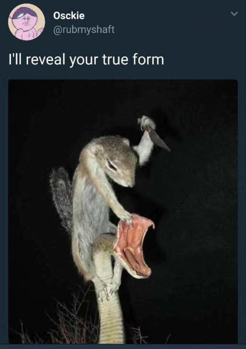 squirrel and snake - Osckie I'll reveal your true form