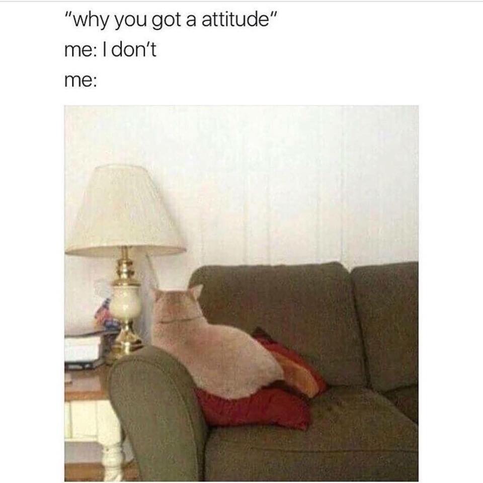 meme my cat is mad at me - "why you got a attitude" me I don't me