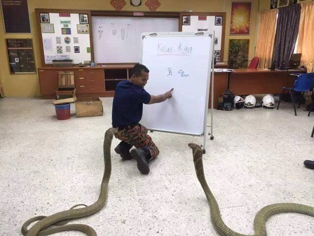 teaching cobras - E