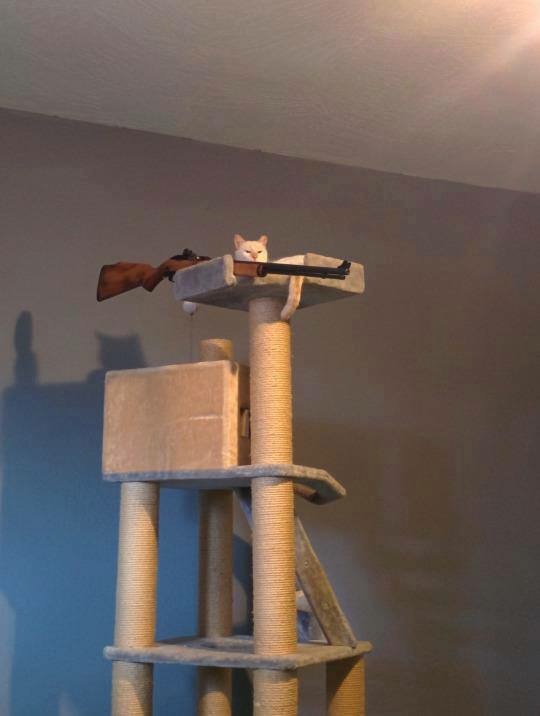 sniper cat