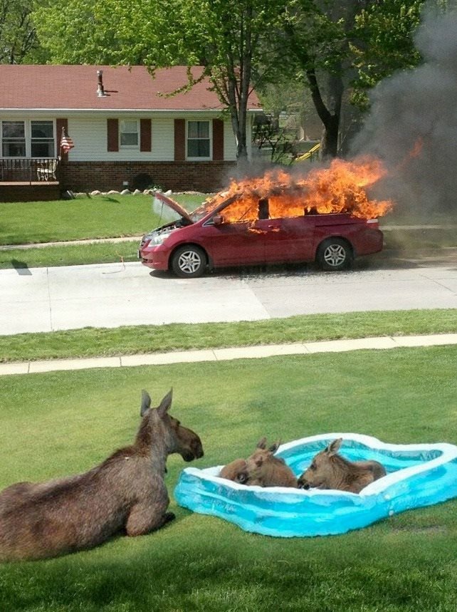 moose watching car burn