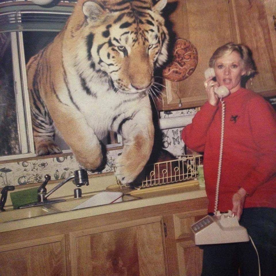 tiger jumping through window