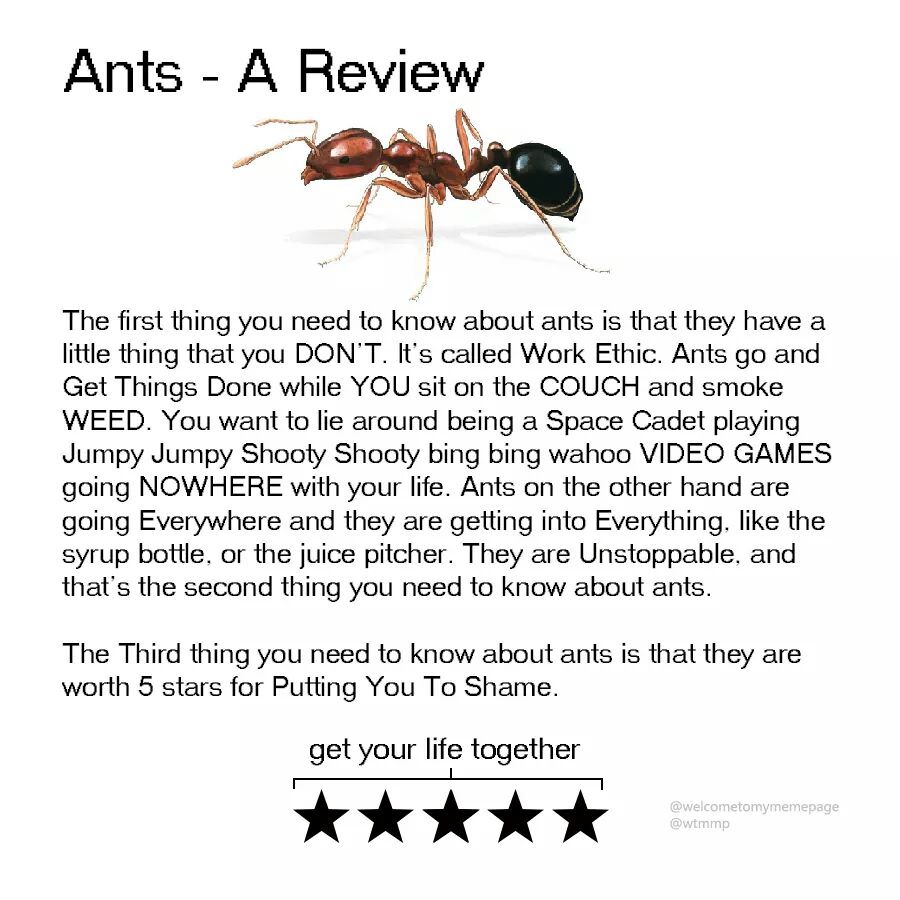animal reviews - Ants A Review The first thing you need to know about ants is that they have a little thing that you Don'T. It's called Work Ethic. Ants go and Get Things Done while You sit on the Couch and smoke Weed. You want to lie around being a Space