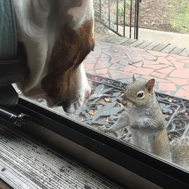 In 2009, Brantly Harrison and her family rescued a baby squirrel.

Injured by an owl attack, the four-month-old squirrel was in rough shape, so the family took her inside their South Carolina home and nursed her back to health.