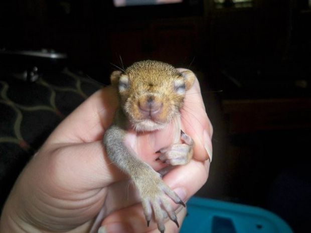 Family Rescues A Squirrel And It Gives Them The Biggest Surprise Ever