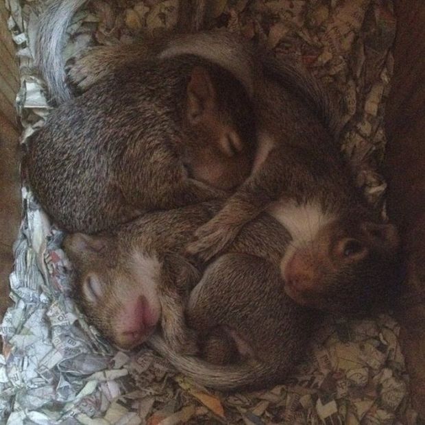 Then one day she arrived at their door with an injured foot. Once again, the Harrisons brought her inside, gave her antibiotics and nursed her back to health. Then, just before Bella seemed ready to be released, they peered into her cage and found a huge surprise — three tiny babies.