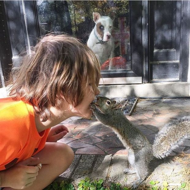 The Harrisons were overjoyed that the squirrel they had rescued and raised from a baby now had babies of her own. And even better: she had trusted them to help care for her new family.