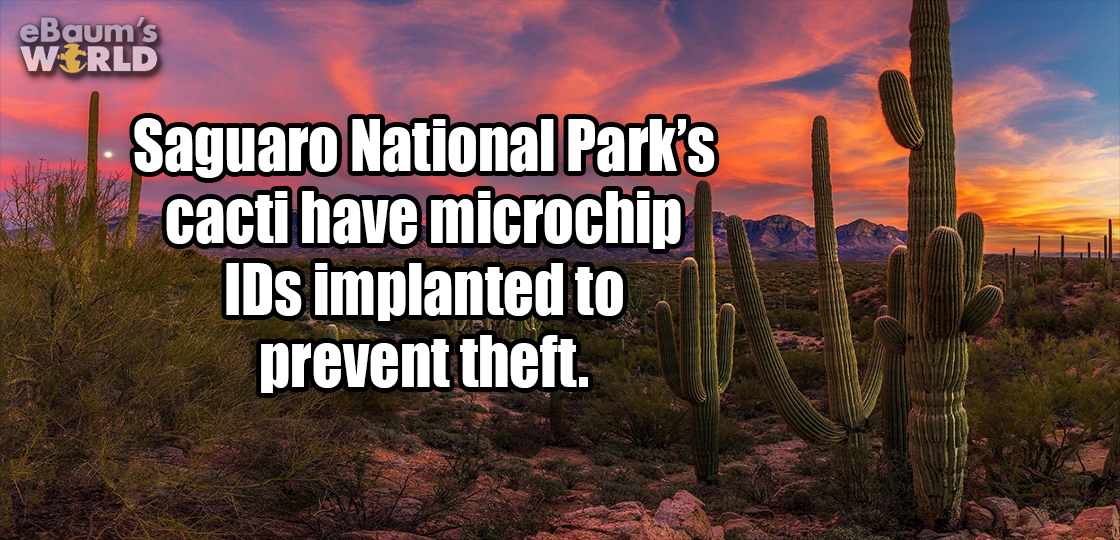 sky - eBaum's World Saguaro National Park's cacti have microchip IDs implanted to prevent theft.