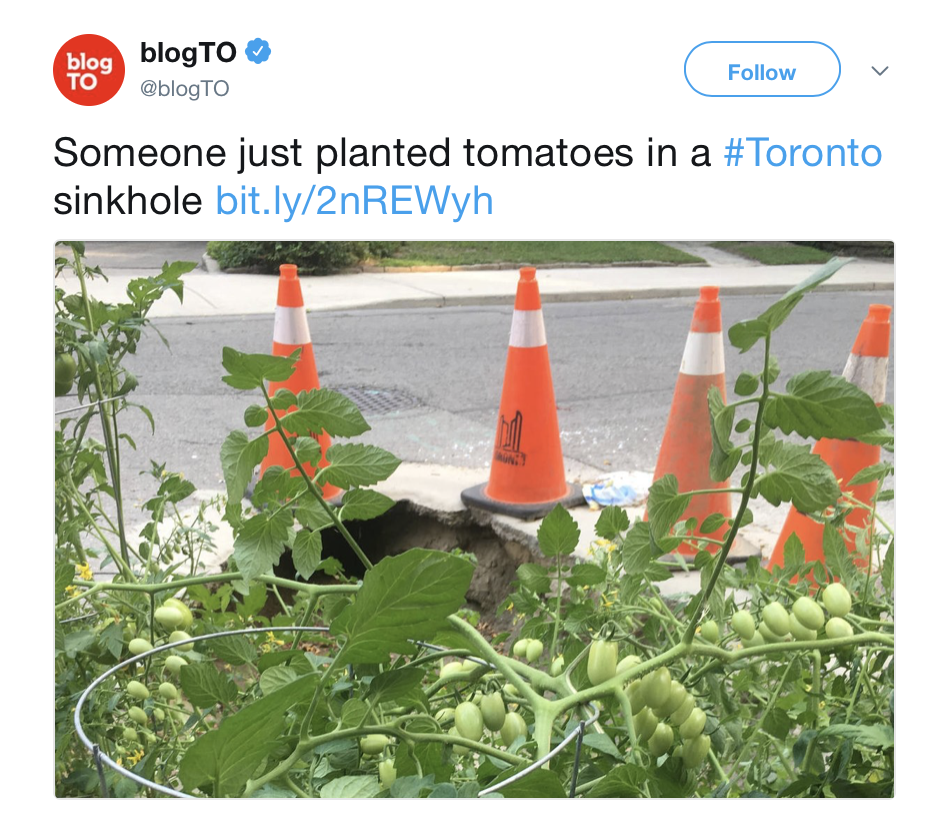 Canadian People Are Fighting Sinkhole With Tomatoes... And Winning