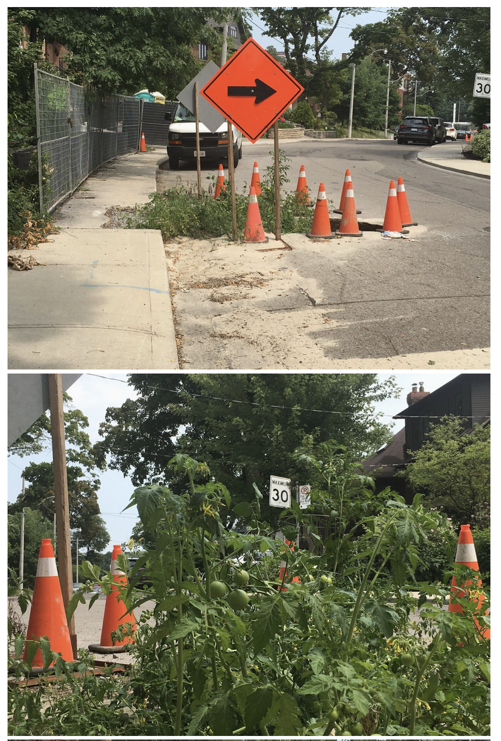 An unlikely community garden of sorts has popped up in the base of a dangerous and unsightly sinkhole in midtown Toronto — a hole that residents say has been there for at least four months despite consistent, repeated cries to the city for help. Locals say that the hole has been growing exponentially since last monster rain storm.