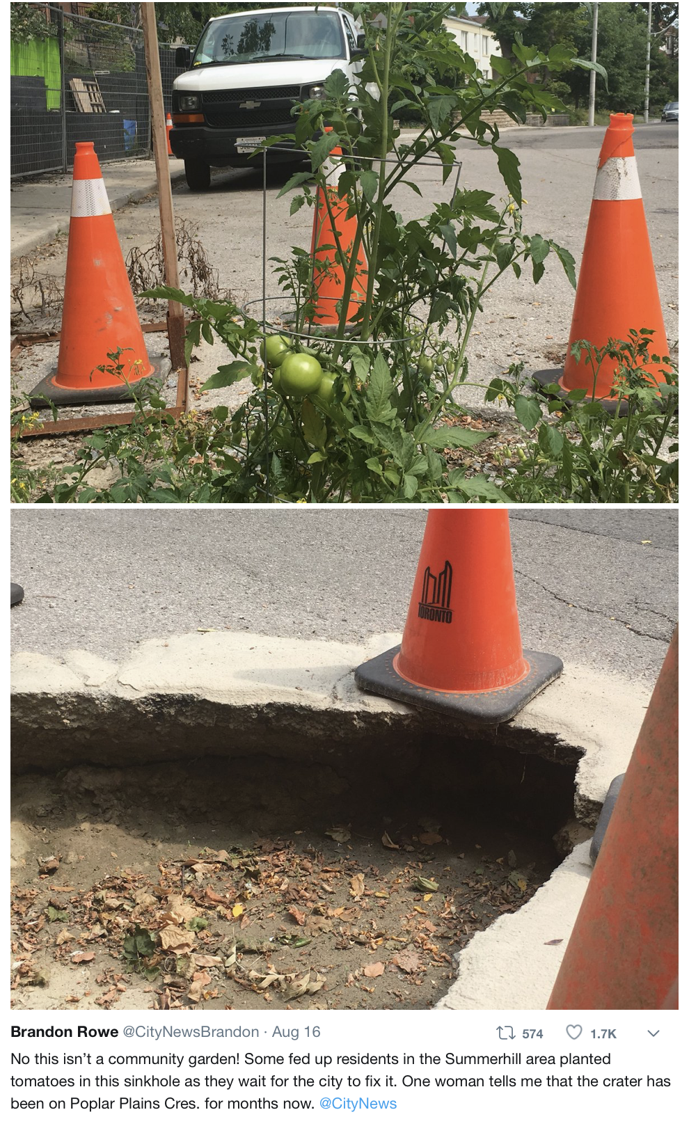 It's also been growing tomatoes. "I'm not sure exactly when the tomatoes were planted," says local resident Amanda Myers. "I pass by this sinkhole often and just thought there were weeds growing in the hole." Myers says she only noticed the fruit on these plants recently, after someone added tomato cages to support their growth. They're green, at present, but there are a lot of them, and they actually look pretty healthy — you know, for sinkhole tomatoes.