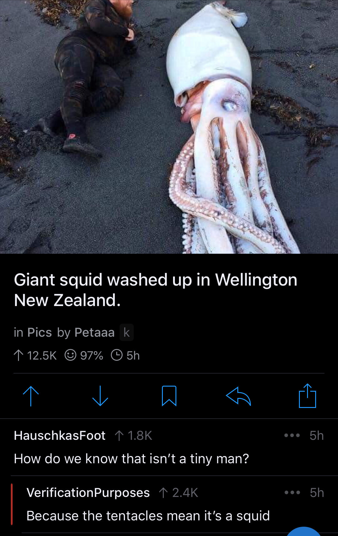 giant squid nz - Giant squid washed up in Wellington New Zealand. 'in Pics by Petaaa k 1 97% 5h v T Q ... 5h HauschkasFoot 1 How do we know that isn't a tiny man? ... 5h Verification Purposes 1 Because the tentacles mean it's a squid