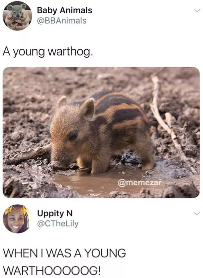 tweet - baby warthog - Baby Animals A young warthog. Uppity N When I Was A Young Warthooooog!
