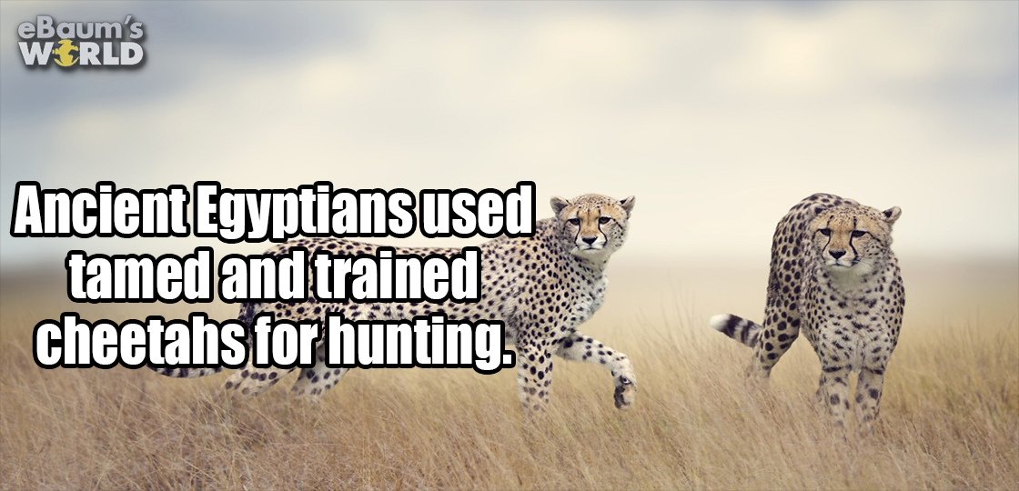 wildlife - eBaum's World Ancient Egyptians used 454 tamed and trained cheetahs for hunting. 22