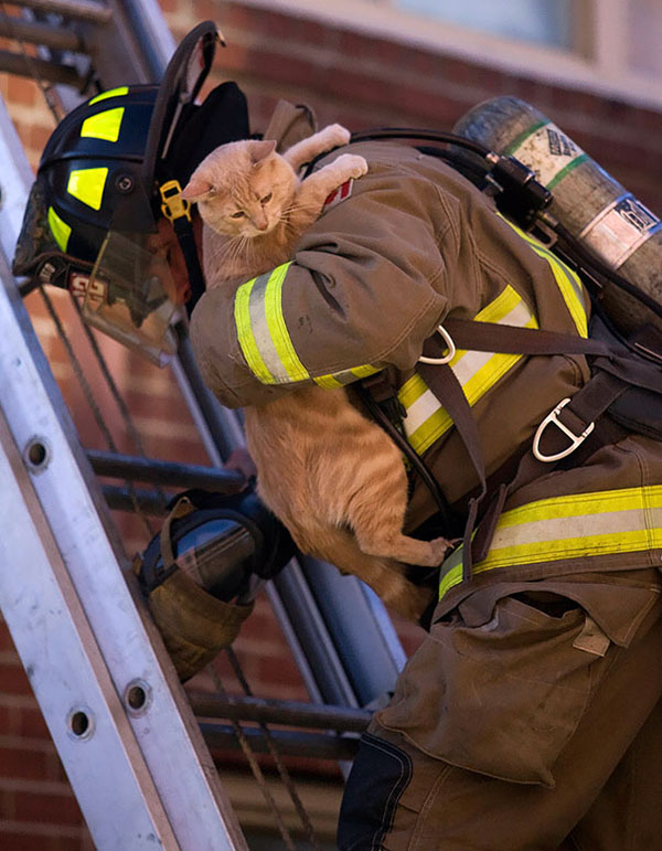 15 Photos Of Fireman Who Just Saved Animals, To Restore Your Faith In Humanity