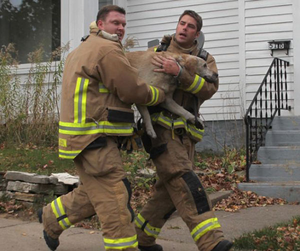 15 Photos Of Fireman Who Just Saved Animals, To Restore Your Faith In Humanity