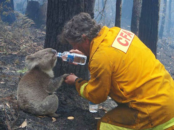 15 Photos Of Fireman Who Just Saved Animals, To Restore Your Faith In Humanity