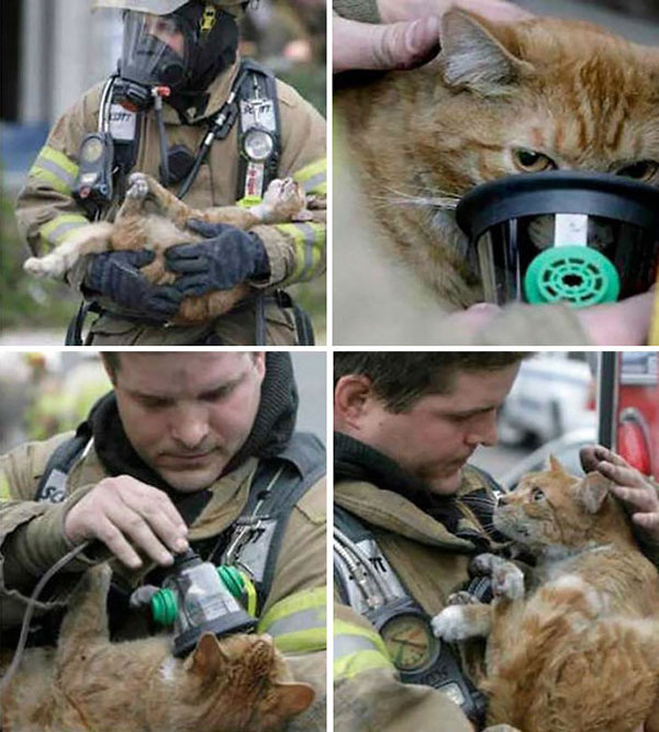 15 Photos Of Fireman Who Just Saved Animals, To Restore Your Faith In Humanity