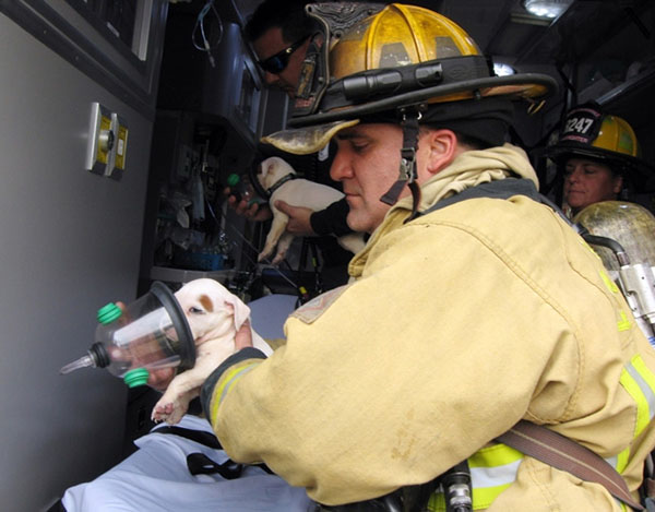 15 Photos Of Fireman Who Just Saved Animals, To Restore Your Faith In Humanity