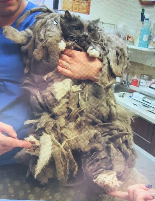 The cat’s entire body of fur was matted and prevented the cat from moving freely.