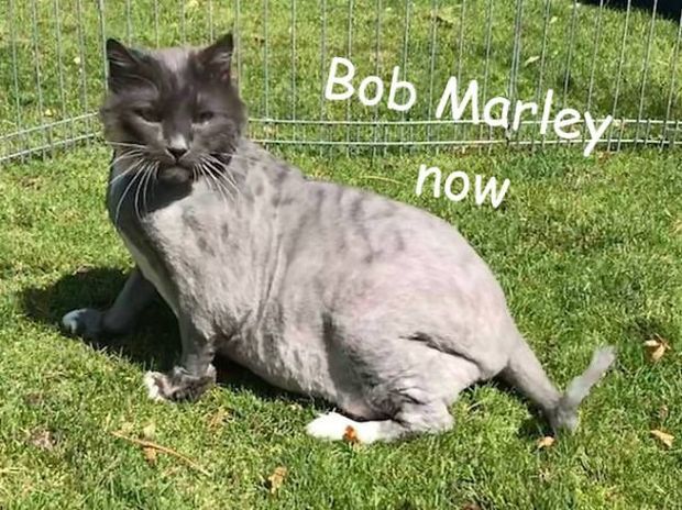 Bob was also overweight, but he's a cool cat and currently healing from injuries and trying to lose some weight; after that he will be available for a good home, where people know how to cut hair.