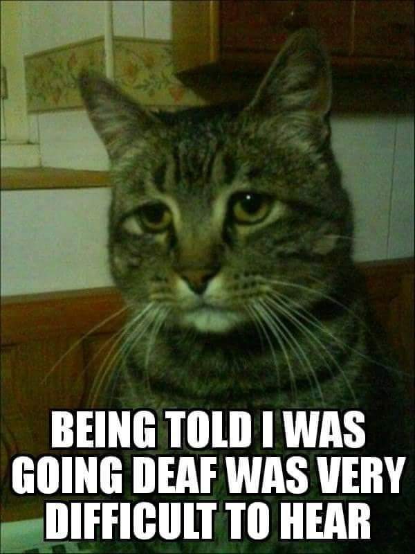 memes - cat lady funny - Being Told I Was Going Deaf Was Very Difficult To Hear